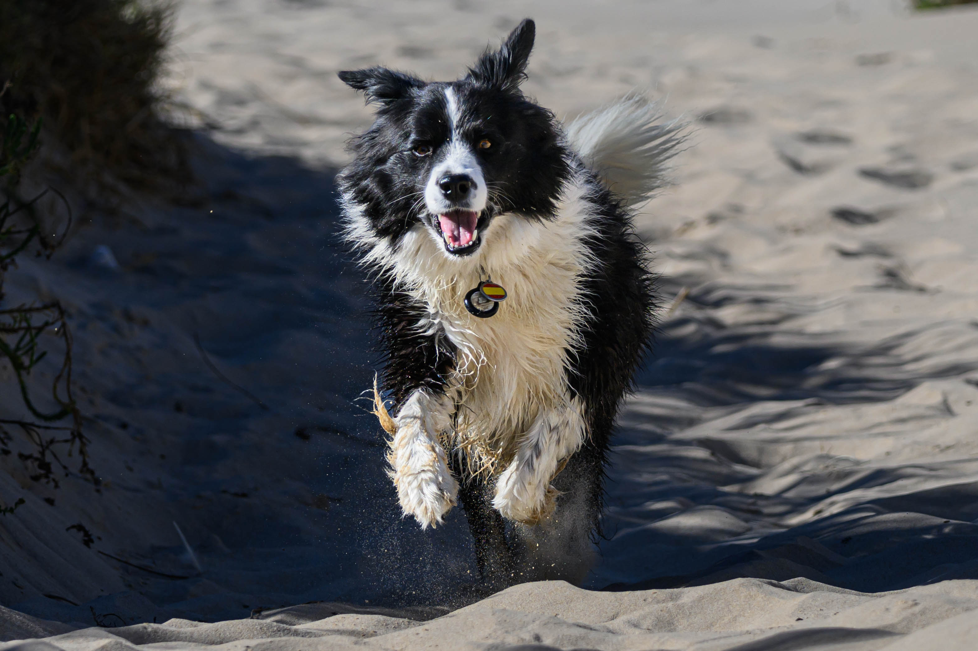Series ' Ocean Trails ' - Happy Dog