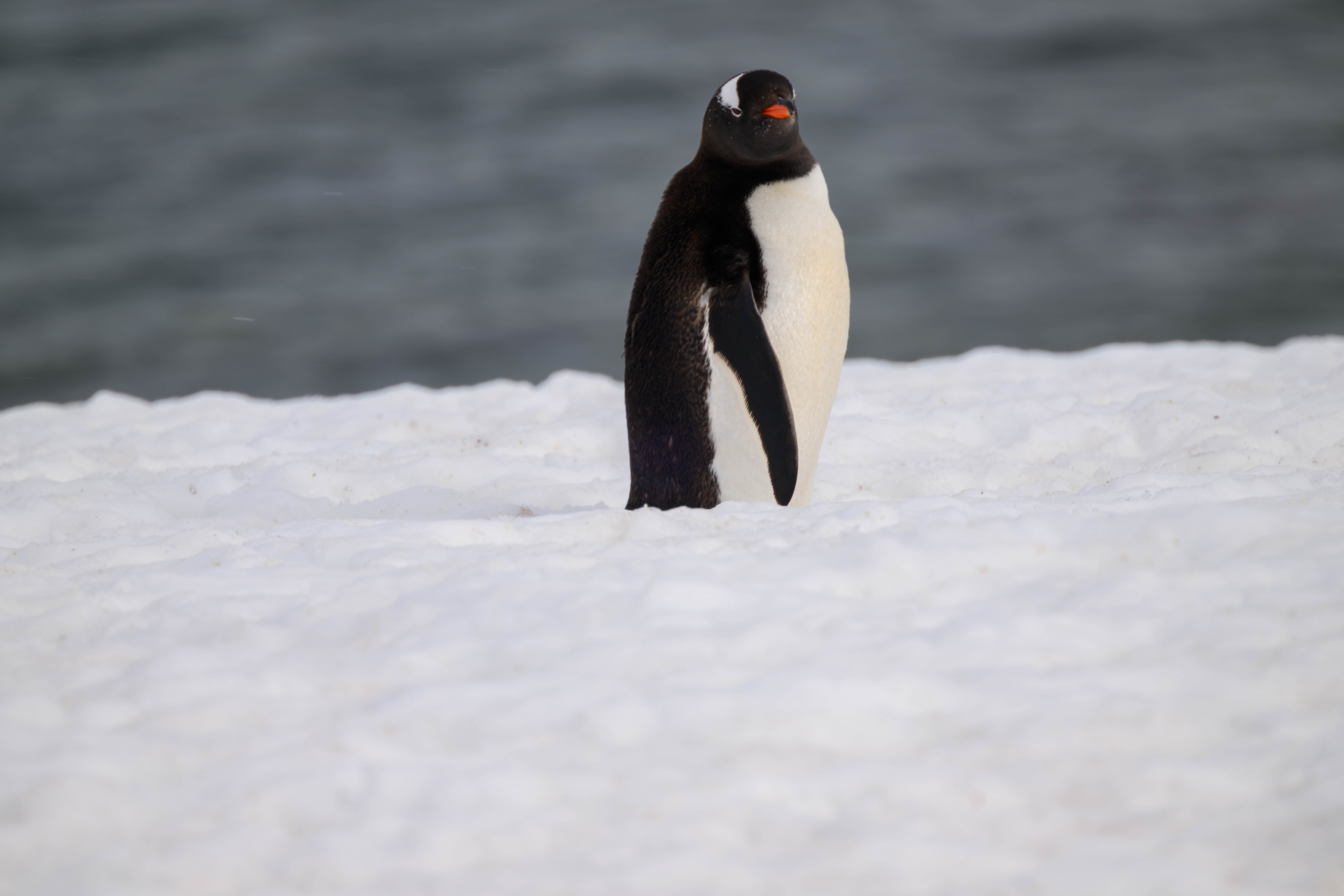 Series ' The 7th Continent ' - Gentoo Penguin