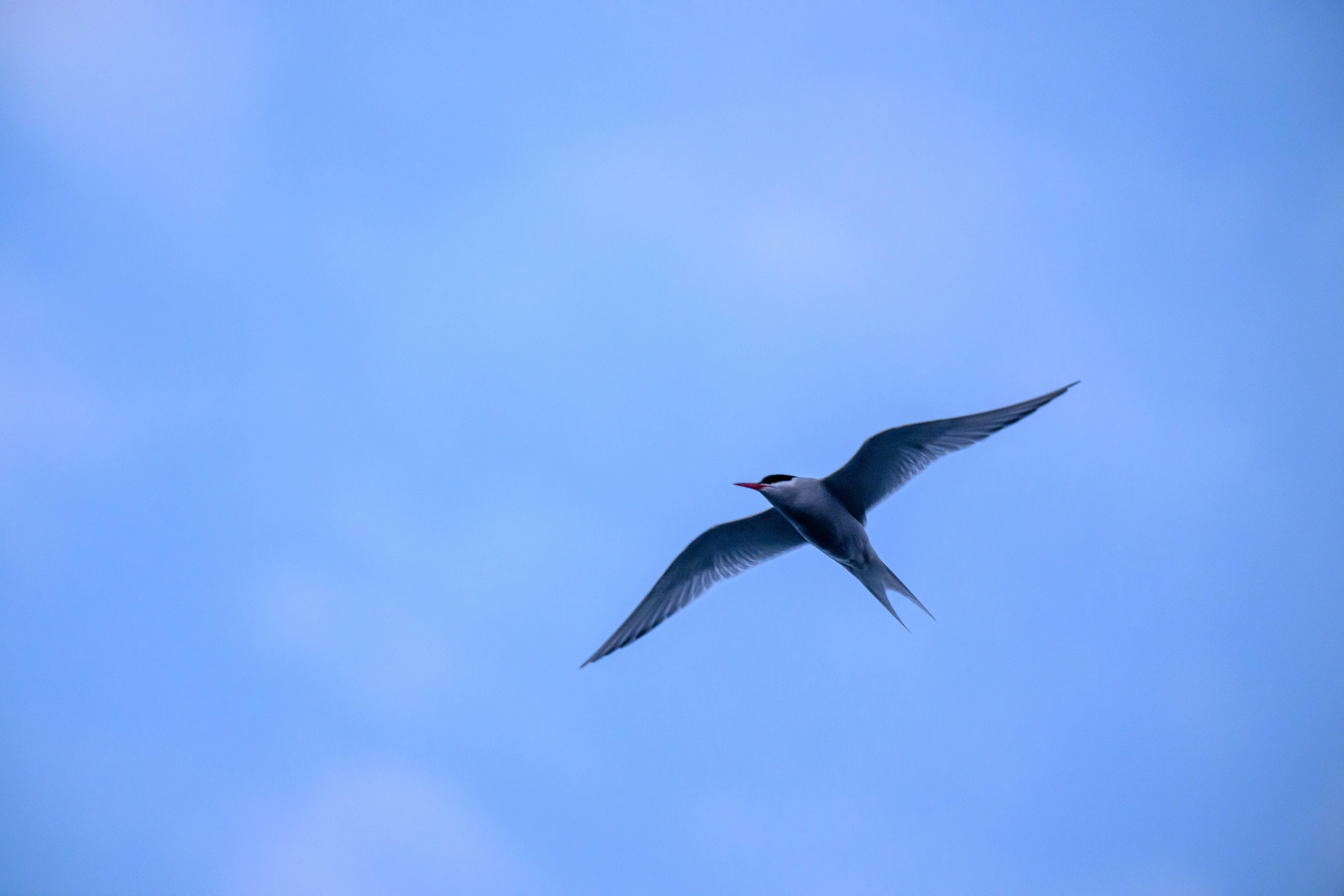 Southern Tern