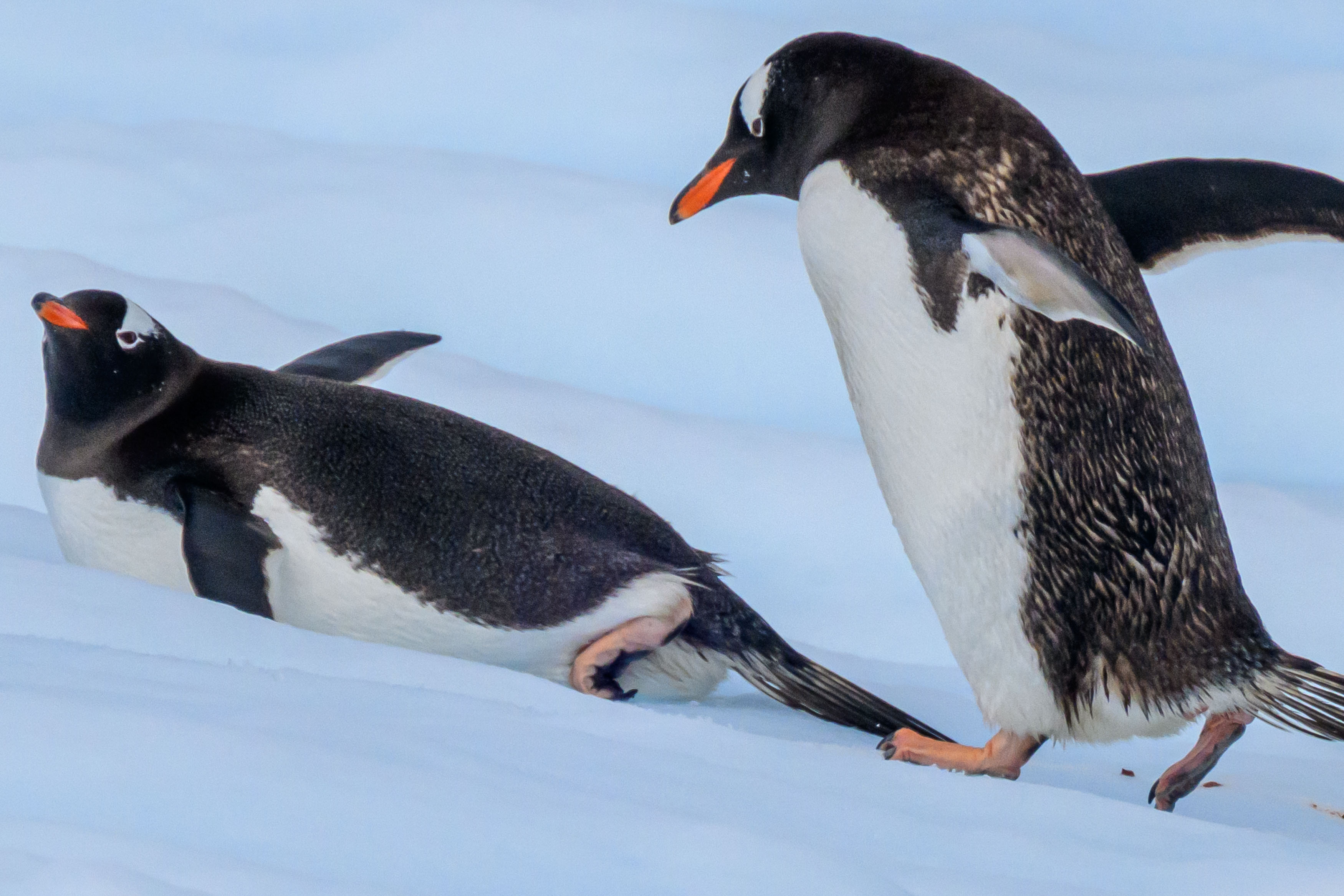Antarctica's Wildlife