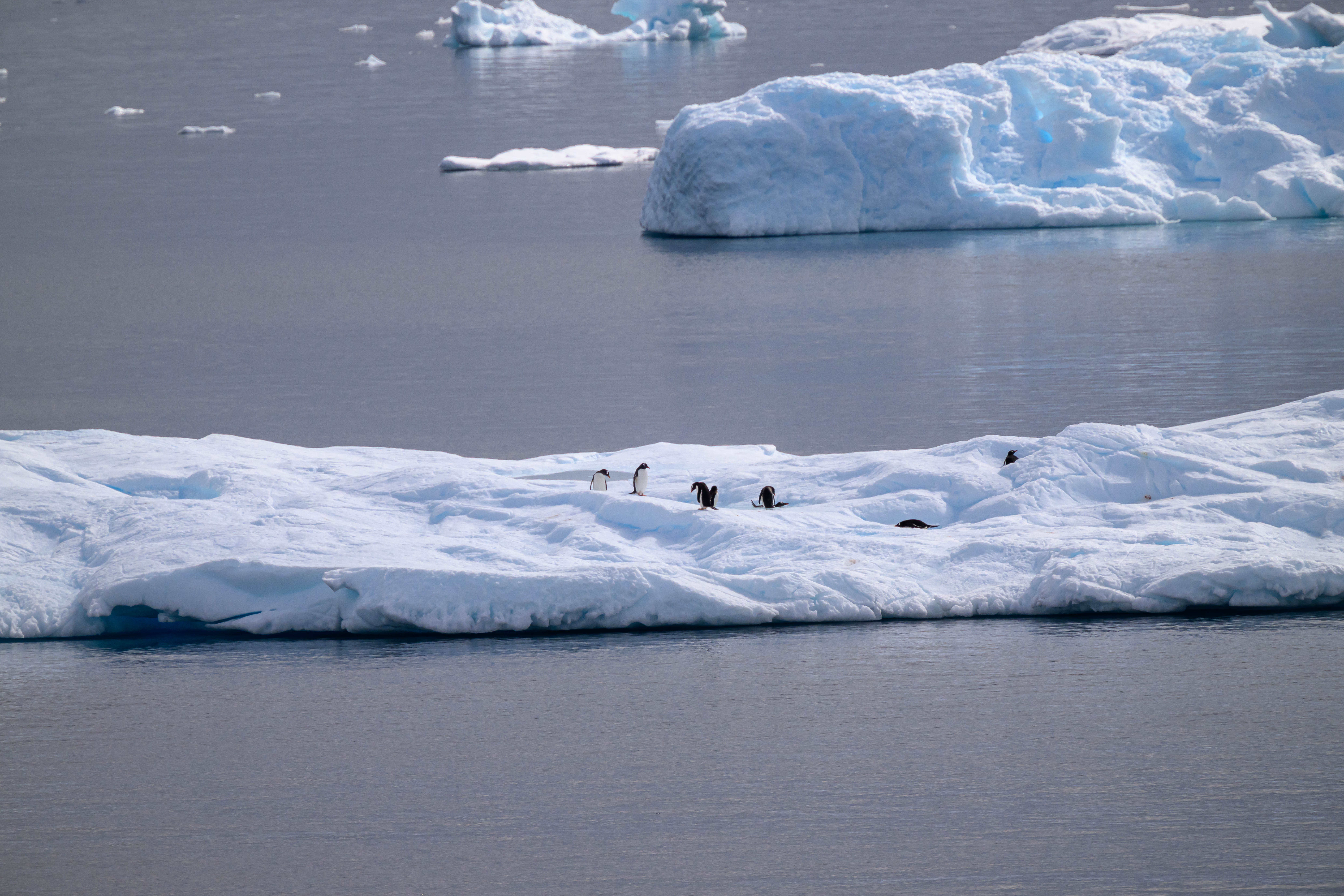 Penguins Sunbathing on their private Island
