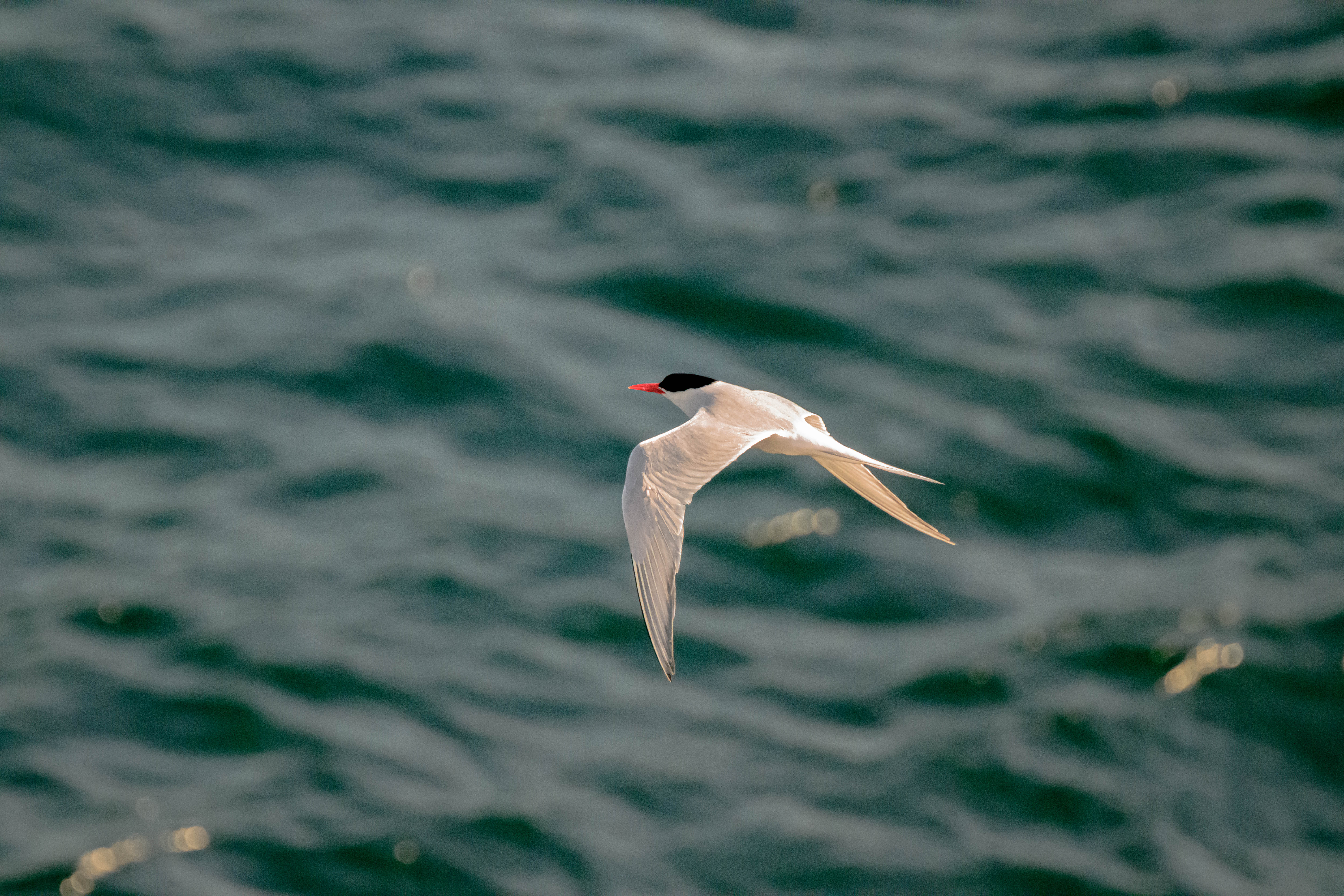 Series ' The 7th Continent ' - South American Tern